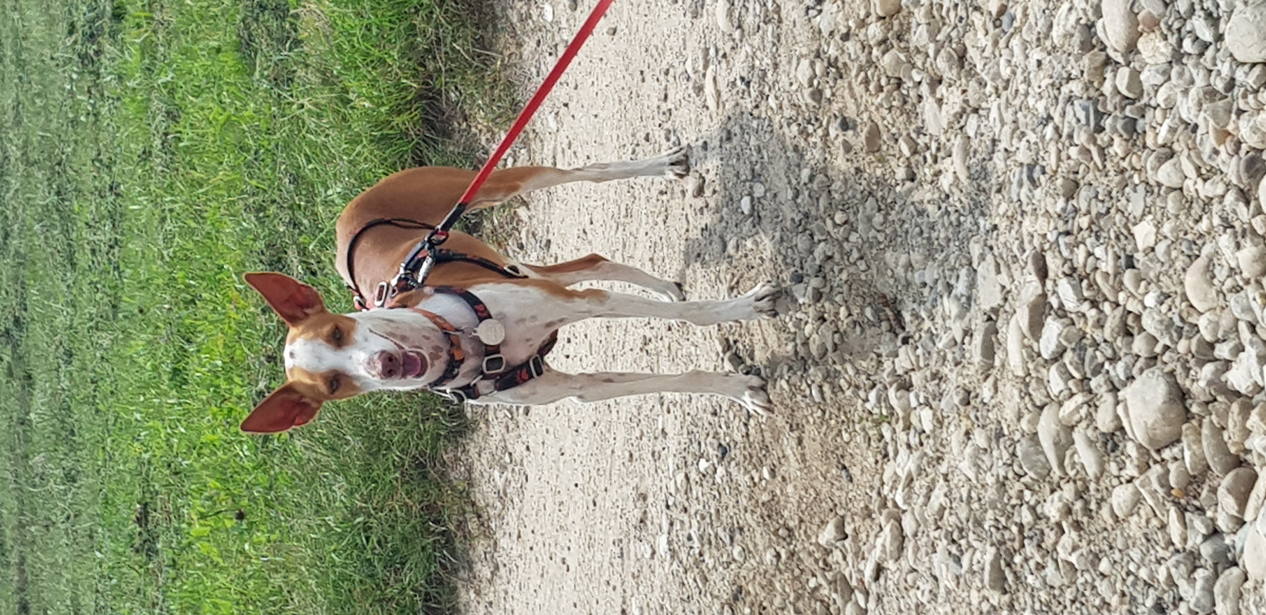 CONSEILS À L'ADOPTION CHIOT/CHIEN