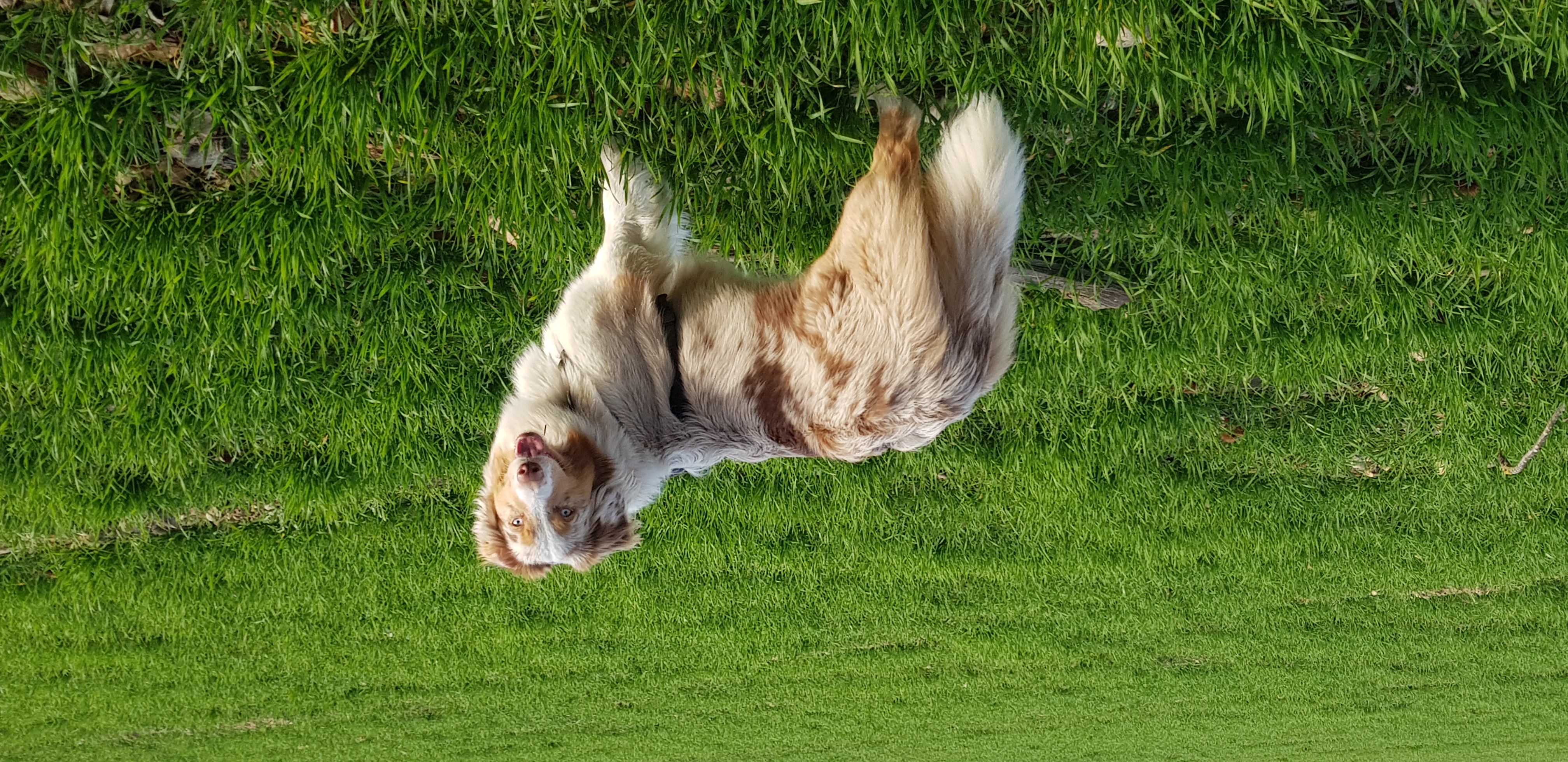 L'APPROCHE DE LUNADOG