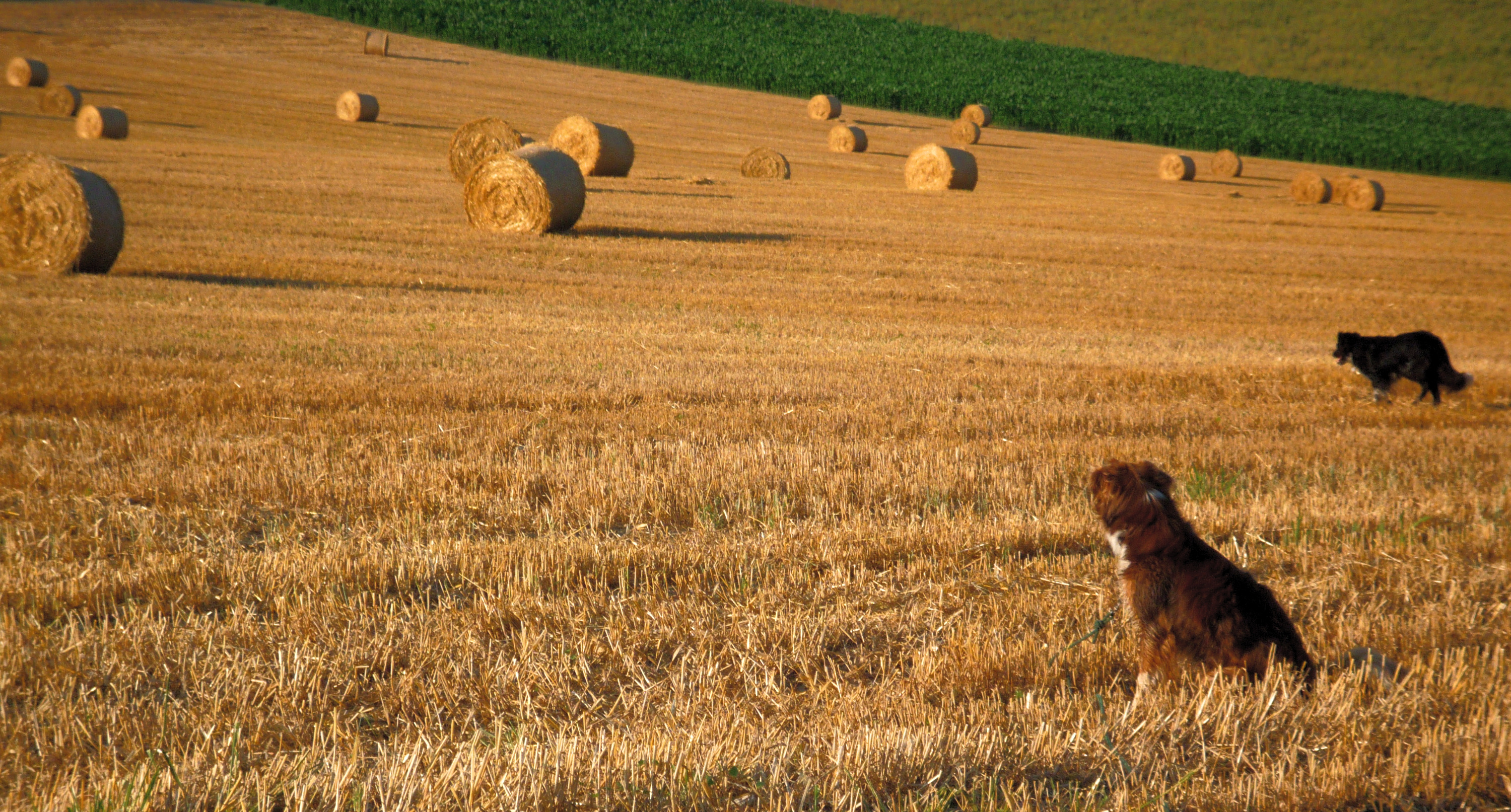 Pour vous, c’est quoi un chien ?
