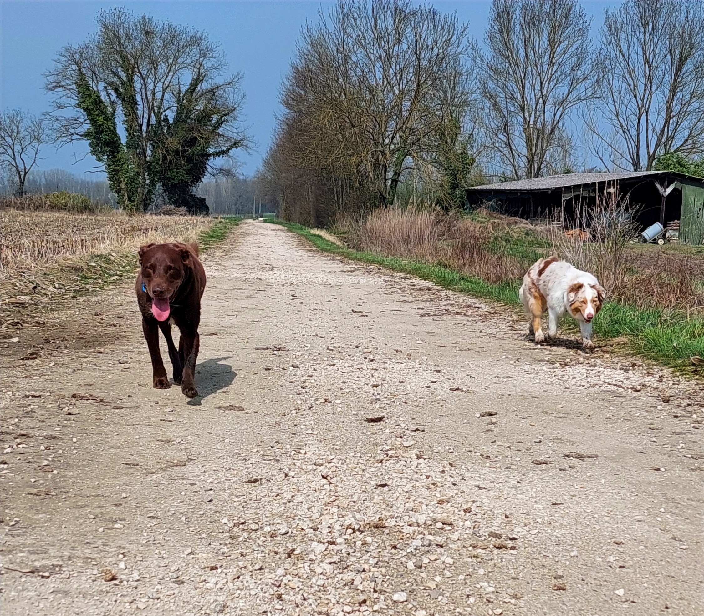 Balade avec des chiens en Isère