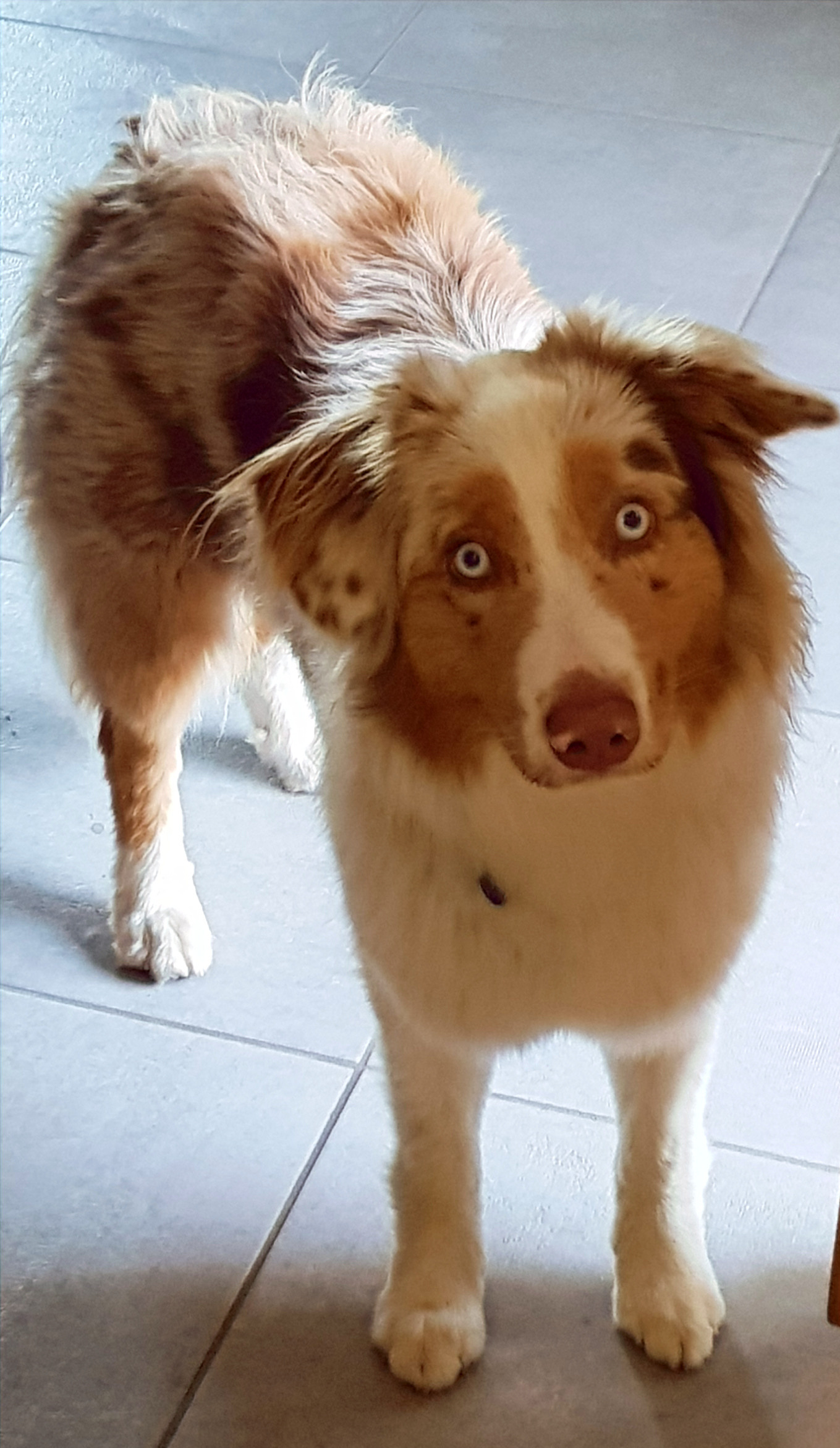 Article éducation et comportement canin — Lunadog