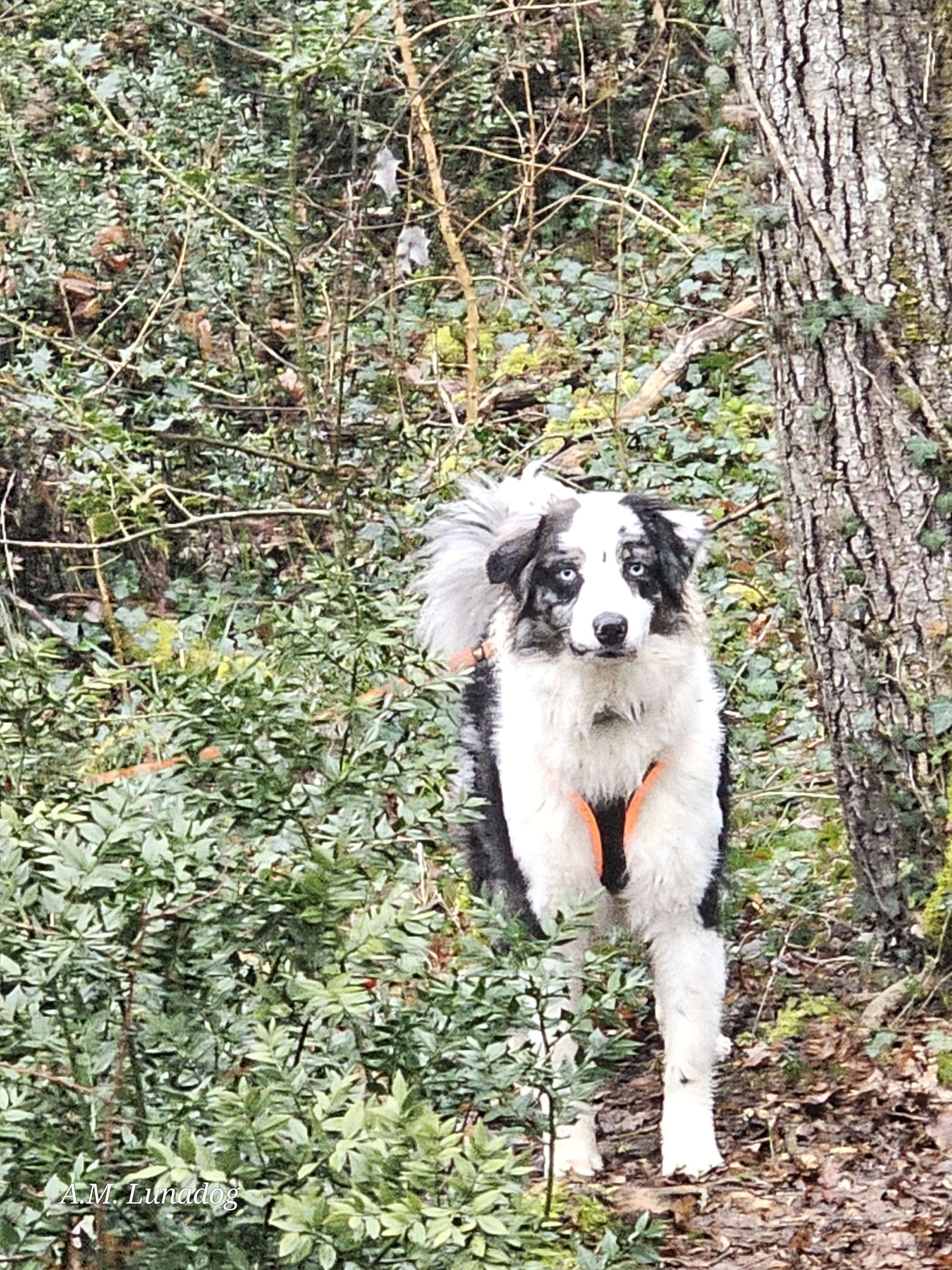 Retour sur la balade collective Lunadog