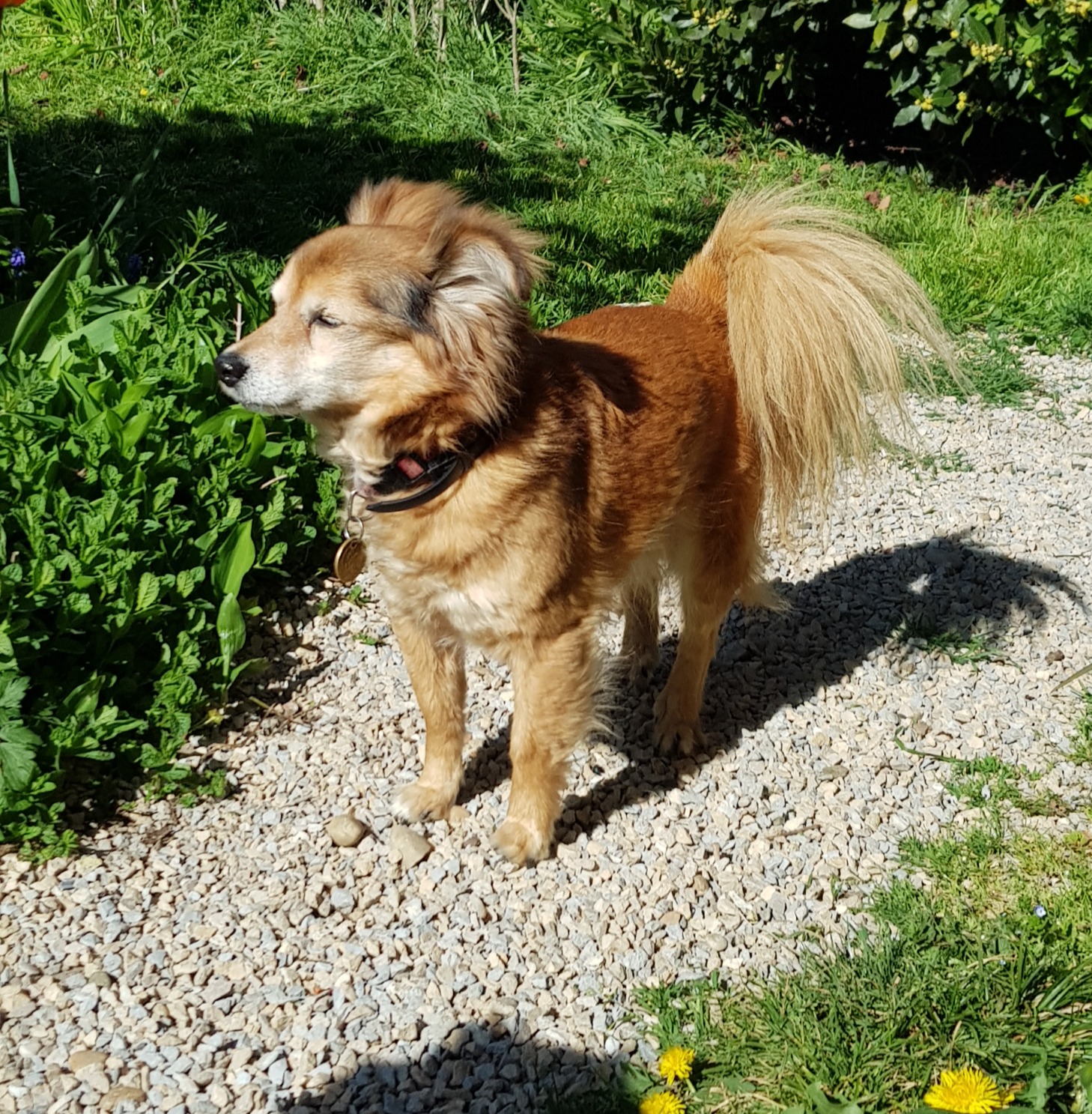 Contacter Lunadog — éducateur canin à Dolomieu
