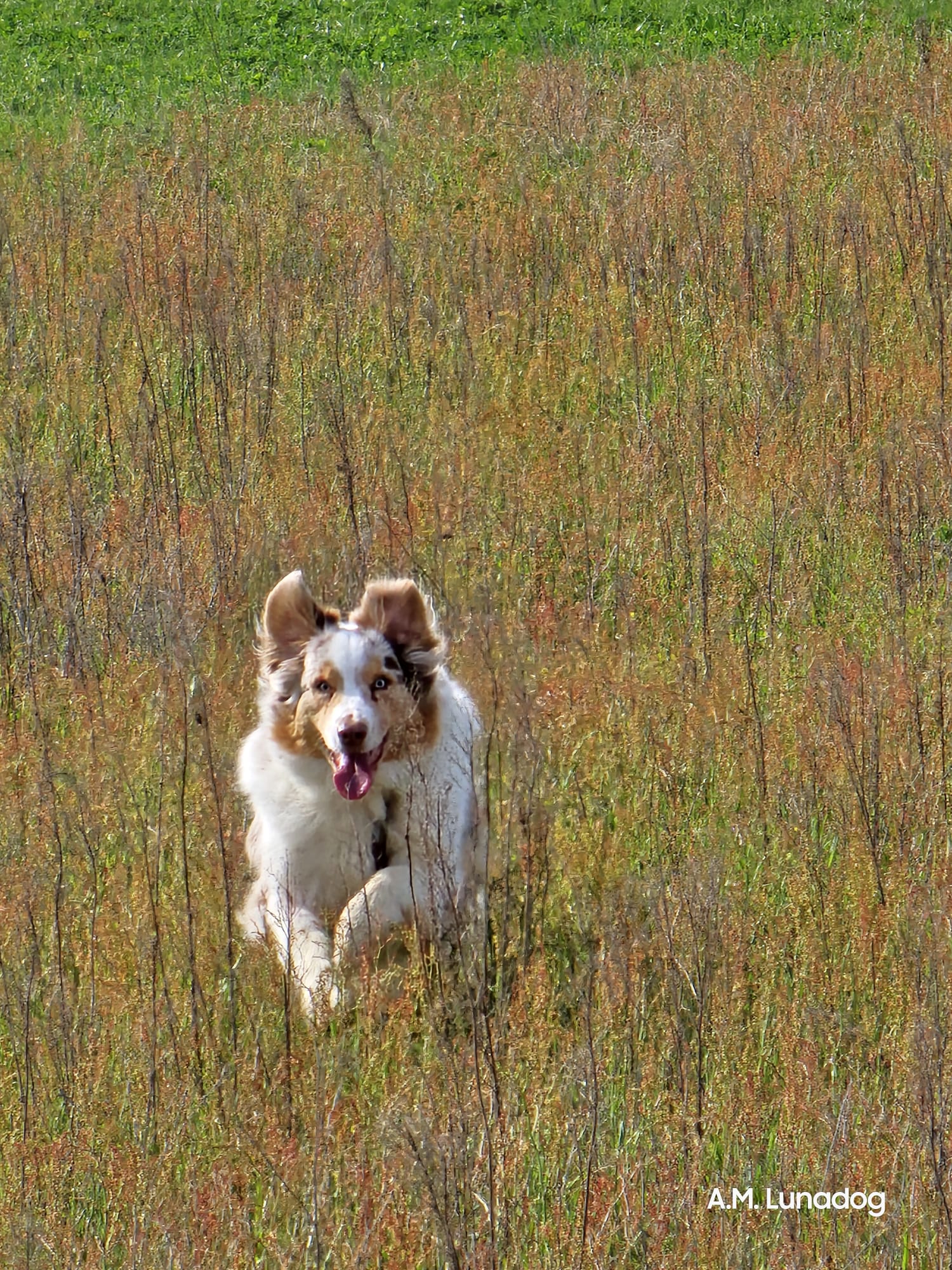Cybelle, berger australien Lunadog