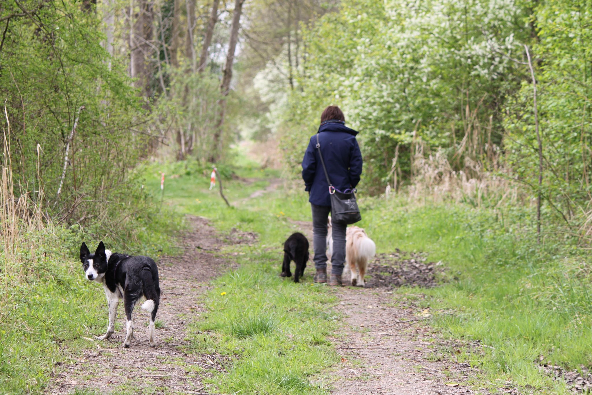 Éducation canine en Isère — balade avec des chiens à Dolomieu