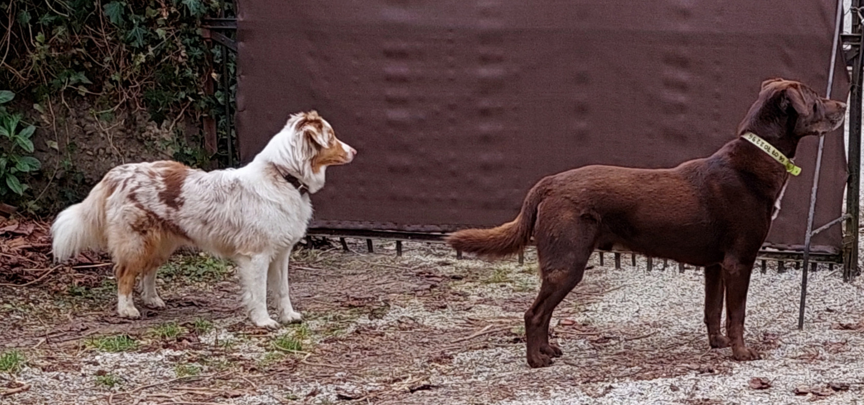 Mini pension canine Lunadog à Dolomieu, Isère