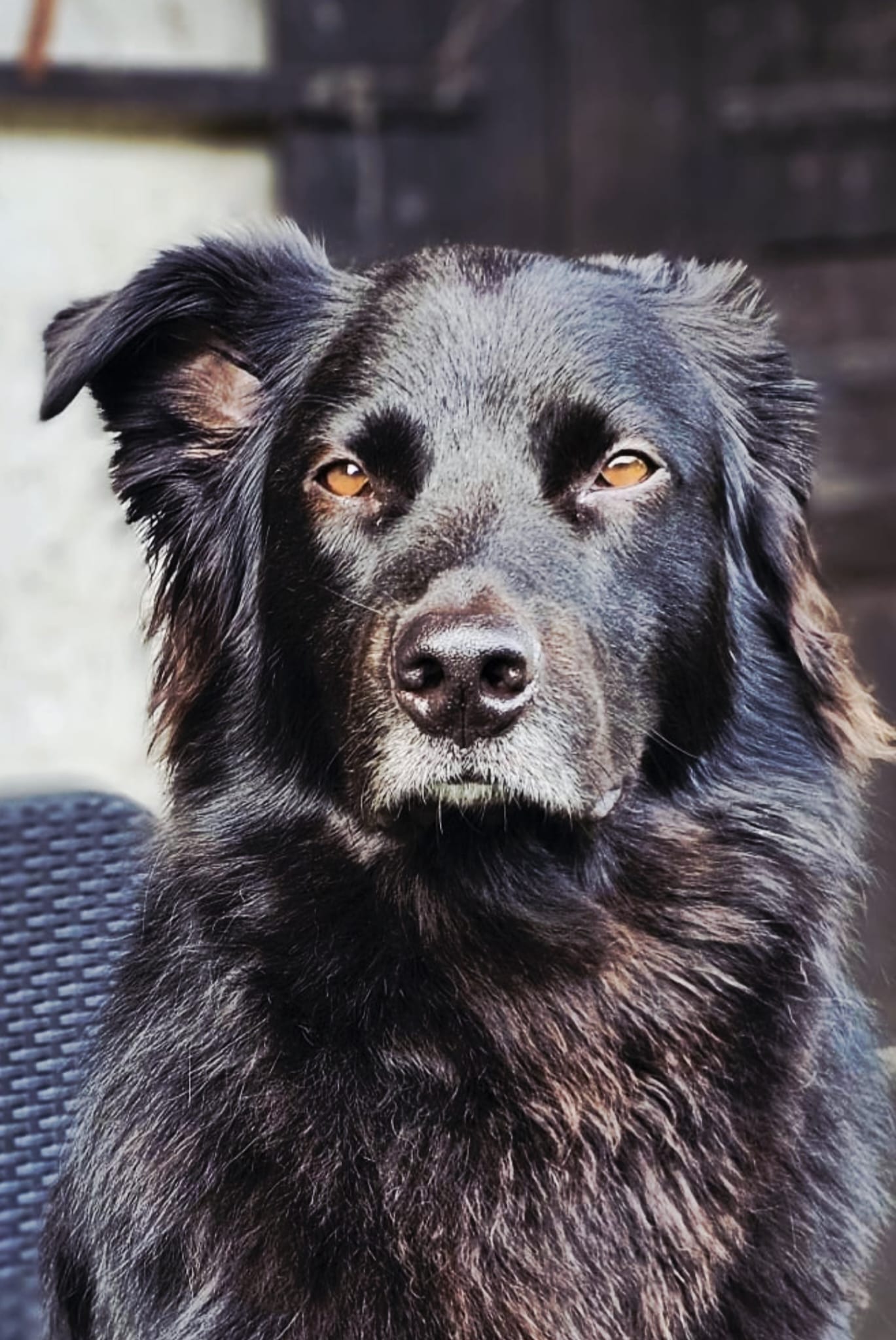 Woody, berger australien Lunadog